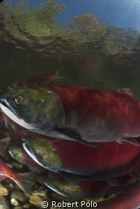 Sockeye salmon. British Columbia, Canada by Robert Polo 
